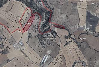 Era Angel'dan Uşak Aktaş Köyünde Satılık Fırsat Yatırımlık Tarla - 1 - 13910