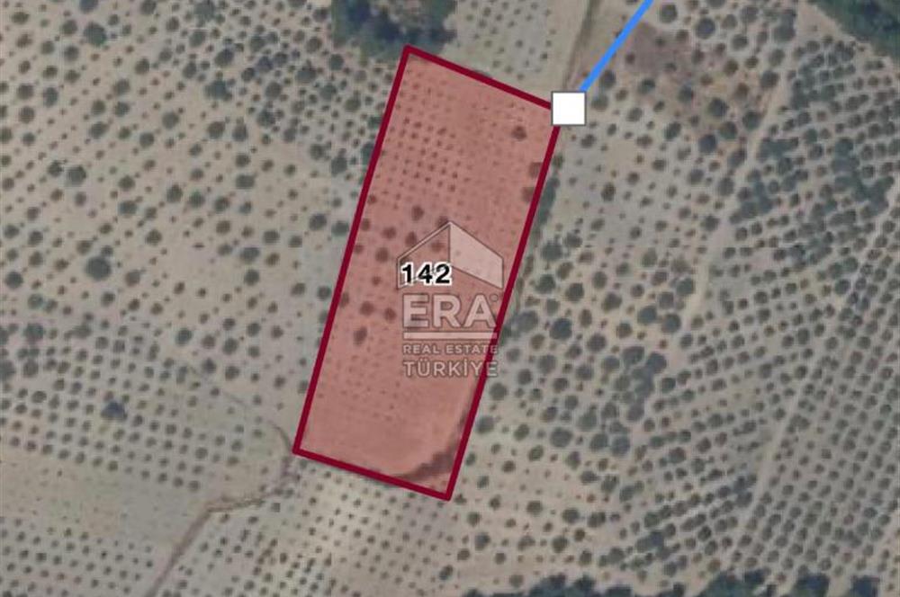 Akhisar Erdellide Müstakil Tapulu 11648 m2 Satılık Zeytinlik