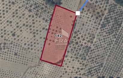 Akhisar Erdellide Müstakil Tapulu 11648 m2 Satılık Zeytinlik