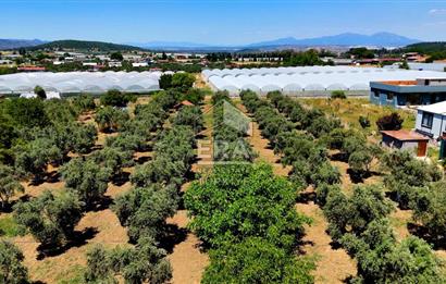 Menderes Değirmendere SATILIK 5.583m2 Tarla/160m2 Havuzlu Villa