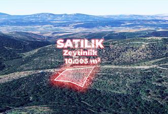 İzmir Seferihisar Gölcük 10.003 m² Satılık Zeytinlik - 1 - 13962