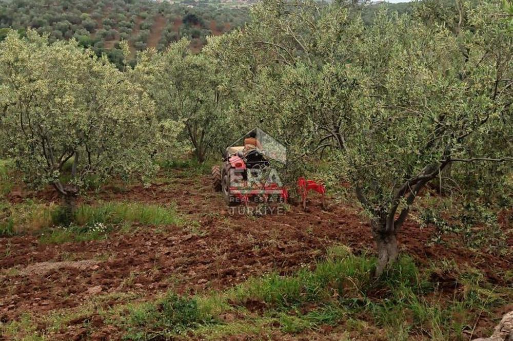 ERA ANGEL’dan – 13.152 m² Deniz Manzaralı Zeytinlik – Pelitköy Kuşça