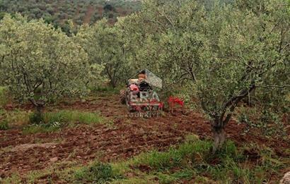 ERA ANGEL’dan – 13.152 m² Deniz Manzaralı Zeytinlik – Pelitköy Kuşça