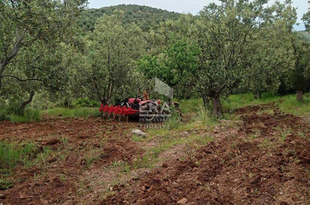 ERA ANGEL’dan – 13.152 m² Deniz Manzaralı Zeytinlik – Pelitköy Kuşça