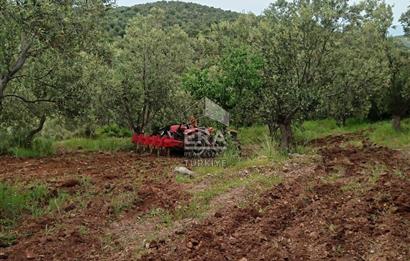 ERA ANGEL’dan – 13.152 m² Deniz Manzaralı Zeytinlik – Pelitköy Kuşça