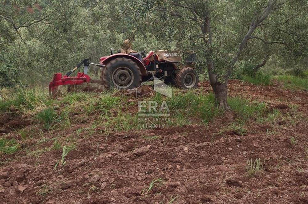 ERA ANGEL’dan – 13.152 m² Deniz Manzaralı Zeytinlik – Pelitköy Kuşça