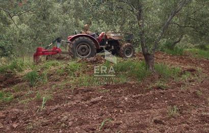 ERA ANGEL’dan – 13.152 m² Deniz Manzaralı Zeytinlik – Pelitköy Kuşça