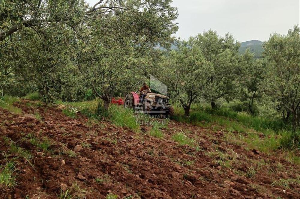 ERA ANGEL’dan – 13.152 m² Deniz Manzaralı Zeytinlik – Pelitköy Kuşça