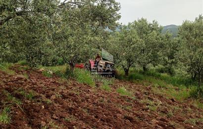 ERA ANGEL’dan – 13.152 m² Deniz Manzaralı Zeytinlik – Pelitköy Kuşça