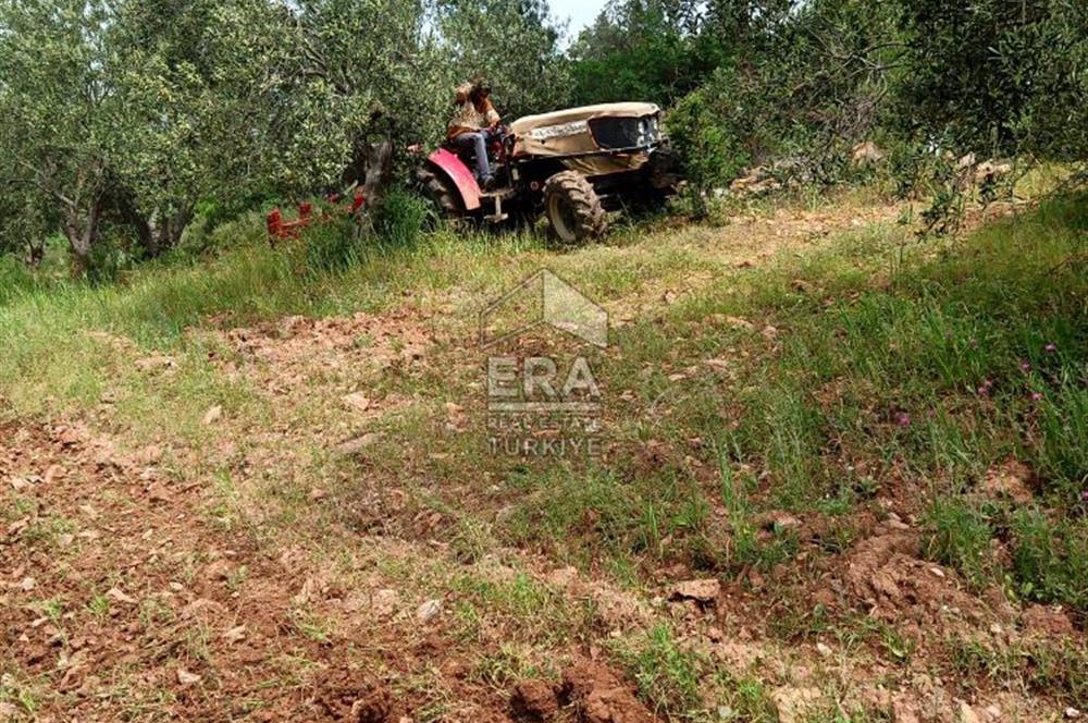 ERA ANGEL’dan – 13.152 m² Deniz Manzaralı Zeytinlik – Pelitköy Kuşça