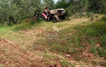 ERA ANGEL’dan – 13.152 m² Deniz Manzaralı Zeytinlik – Pelitköy Kuşça