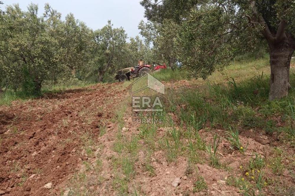 ERA ANGEL’dan – 13.152 m² Deniz Manzaralı Zeytinlik – Pelitköy Kuşça