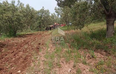 ERA ANGEL’dan – 13.152 m² Deniz Manzaralı Zeytinlik – Pelitköy Kuşça