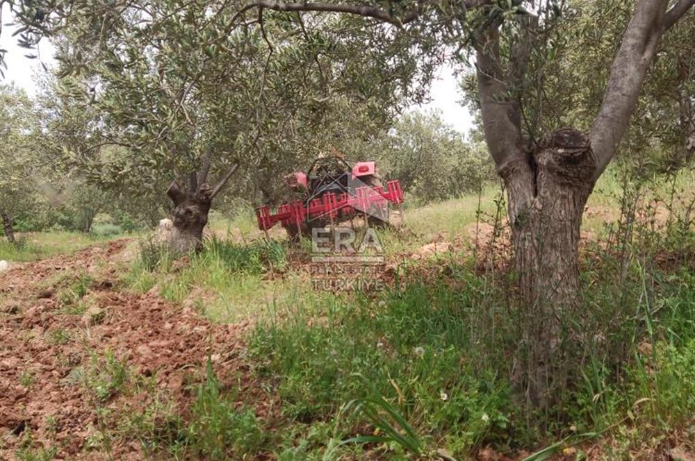 ERA ANGEL’dan – 13.152 m² Deniz Manzaralı Zeytinlik – Pelitköy Kuşça