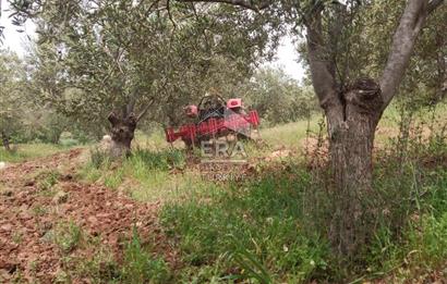 ERA ANGEL’dan – 13.152 m² Deniz Manzaralı Zeytinlik – Pelitköy Kuşça