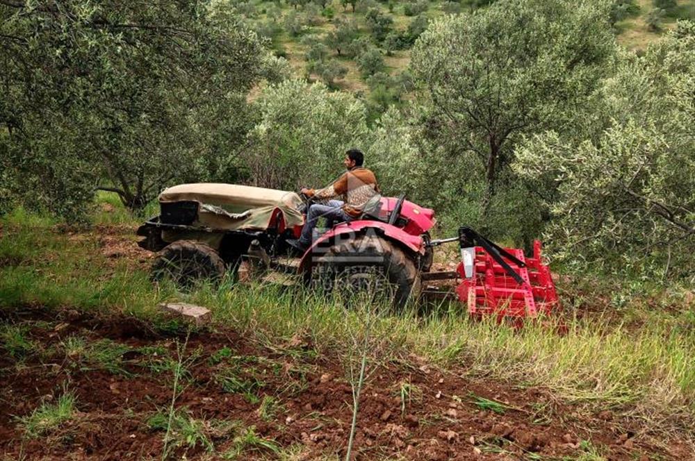 ERA ANGEL’dan – 13.152 m² Deniz Manzaralı Zeytinlik – Pelitköy Kuşça