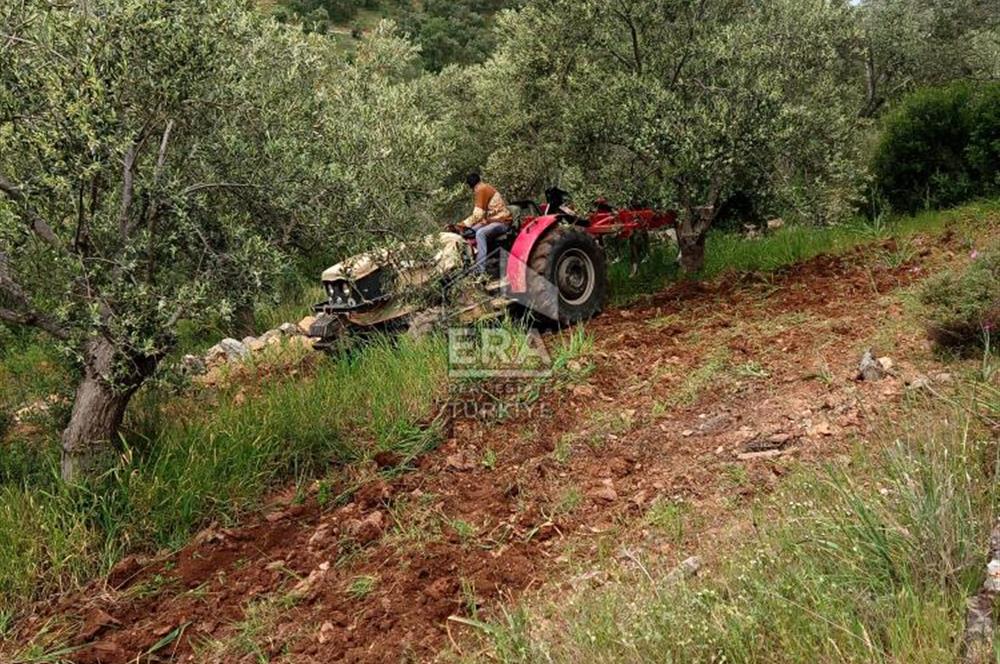 ERA ANGEL’dan – 13.152 m² Deniz Manzaralı Zeytinlik – Pelitköy Kuşça