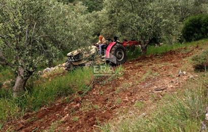 ERA ANGEL’dan – 13.152 m² Deniz Manzaralı Zeytinlik – Pelitköy Kuşça