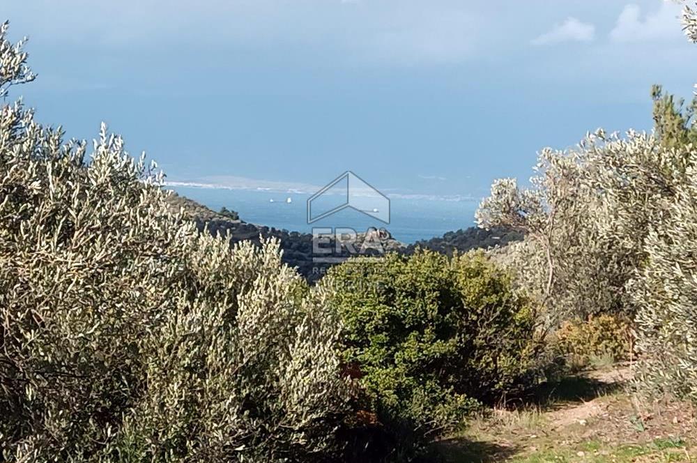 ERA ANGEL’dan – 13.152 m² Deniz Manzaralı Zeytinlik – Pelitköy Kuşça