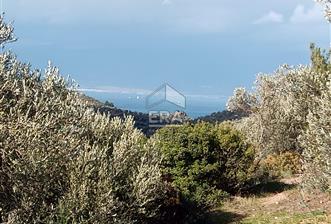 ERA ANGEL’dan – 13.152 m² Deniz Manzaralı Zeytinlik – Pelitköy Kuşça - 1 - 13959