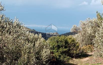 ERA ANGEL’dan – 13.152 m² Deniz Manzaralı Zeytinlik – Pelitköy Kuşça