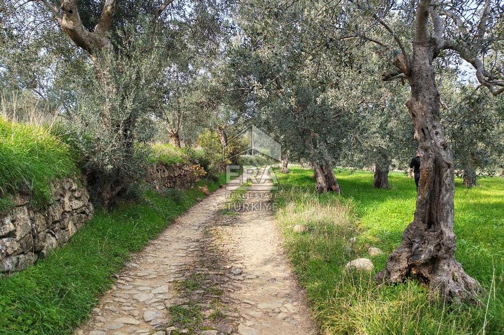 ERA ANGEL’dan – 6.111 m² Yüksek Verimli Zeytinlik – Burhaniye Bahadınlı