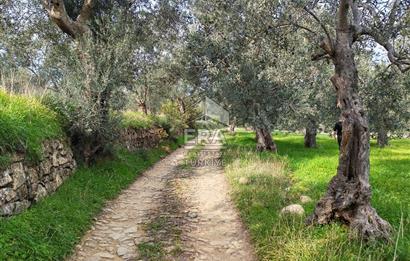 ERA ANGEL’dan – 6.111 m² Yüksek Verimli Zeytinlik – Burhaniye Bahadınlı