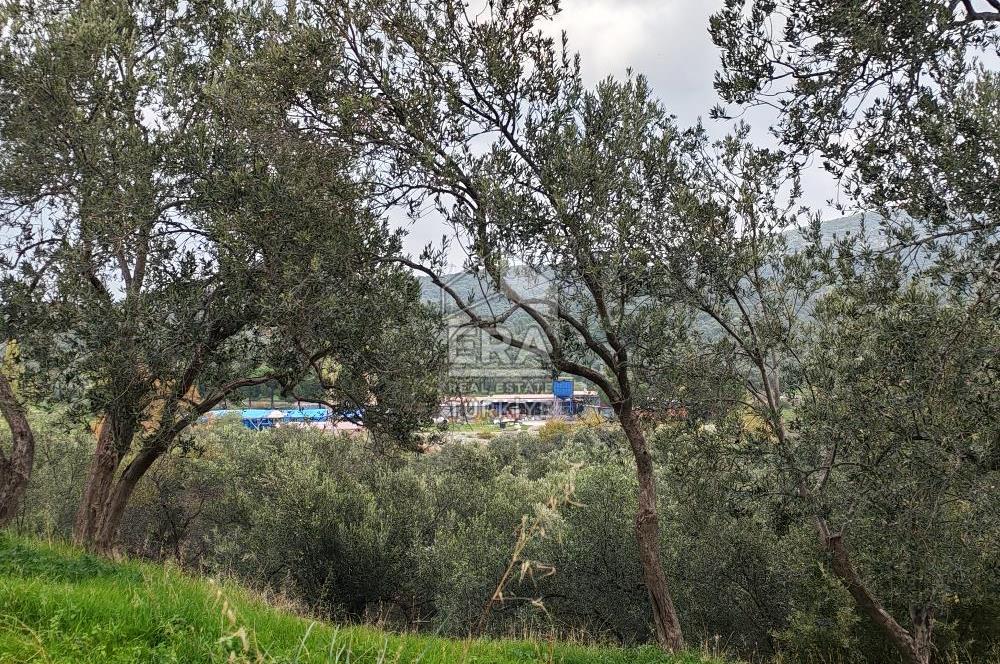 ERA ANGEL’dan – 6.111 m² Yüksek Verimli Zeytinlik – Burhaniye Bahadınlı