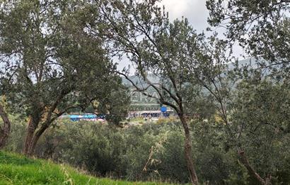 ERA ANGEL’dan – 6.111 m² Yüksek Verimli Zeytinlik – Burhaniye Bahadınlı