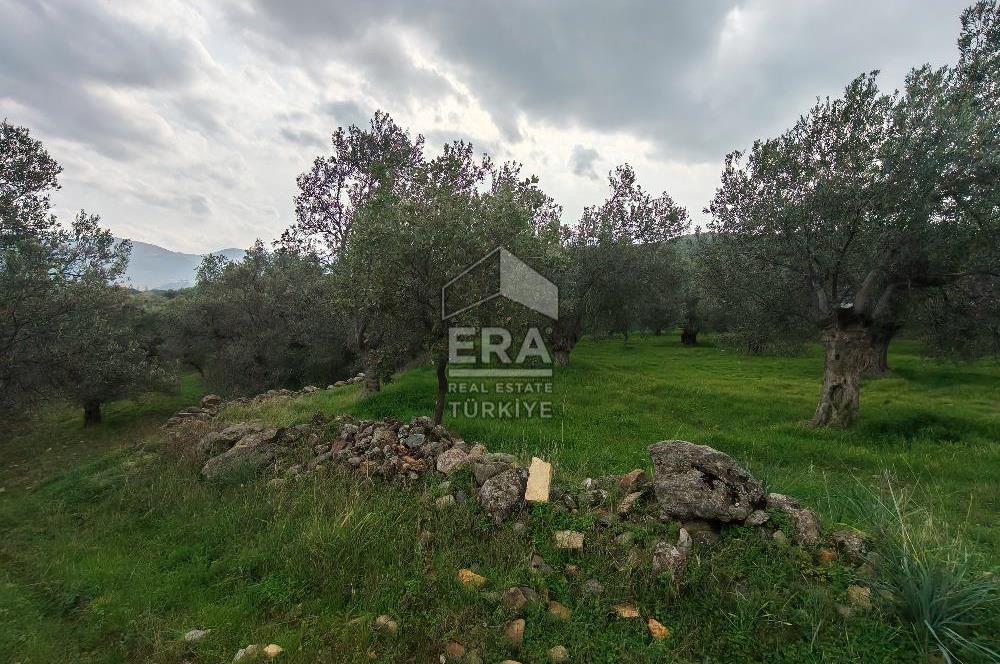 ERA ANGEL’dan – 6.111 m² Yüksek Verimli Zeytinlik – Burhaniye Bahadınlı