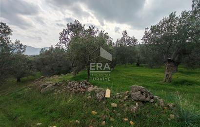 ERA ANGEL’dan – 6.111 m² Yüksek Verimli Zeytinlik – Burhaniye Bahadınlı