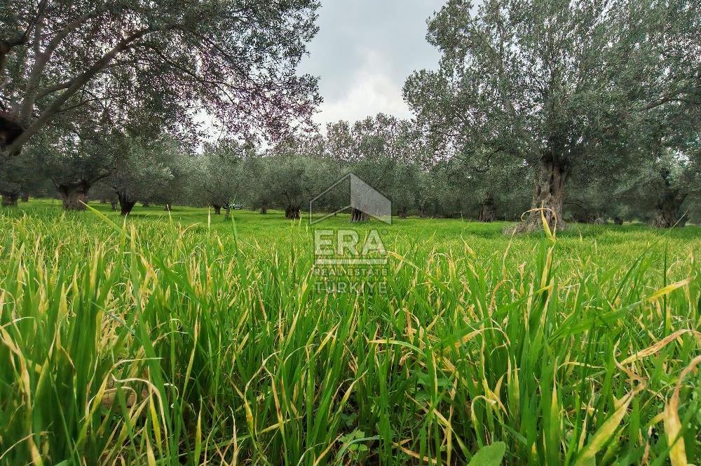 ERA ANGEL’dan – 6.111 m² Yüksek Verimli Zeytinlik – Burhaniye Bahadınlı