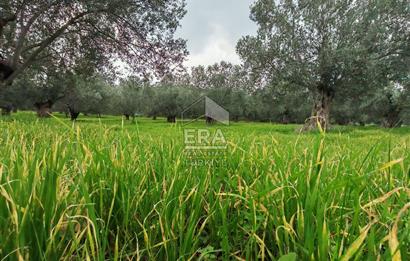 ERA ANGEL’dan – 6.111 m² Yüksek Verimli Zeytinlik – Burhaniye Bahadınlı