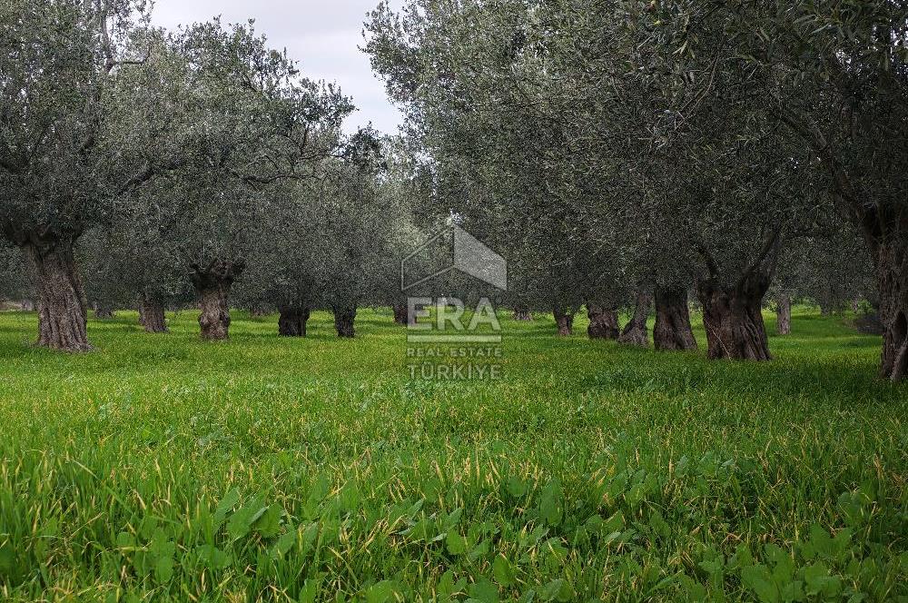 ERA ANGEL’dan – 6.111 m² Yüksek Verimli Zeytinlik – Burhaniye Bahadınlı
