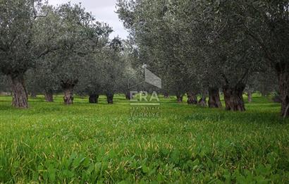ERA ANGEL’dan – 6.111 m² Yüksek Verimli Zeytinlik – Burhaniye Bahadınlı