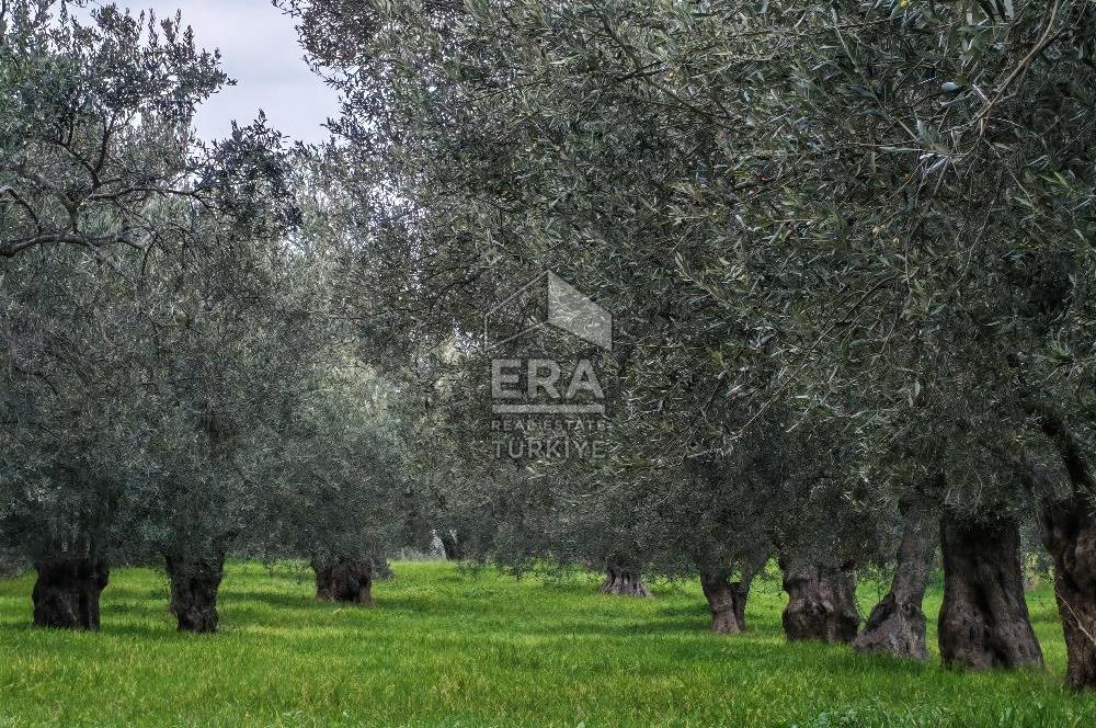 ERA ANGEL’dan – 6.111 m² Yüksek Verimli Zeytinlik – Burhaniye Bahadınlı