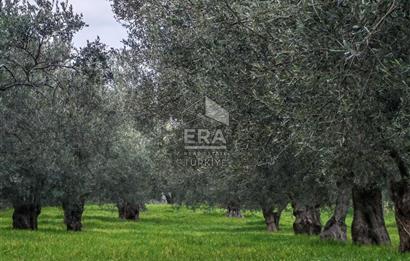 ERA ANGEL’dan – 6.111 m² Yüksek Verimli Zeytinlik – Burhaniye Bahadınlı