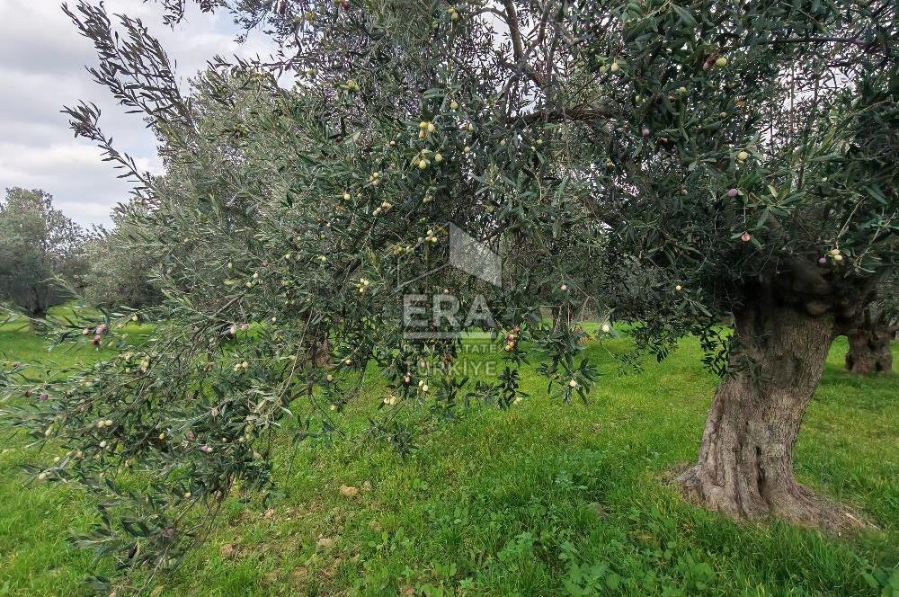 ERA ANGEL’dan – 6.111 m² Yüksek Verimli Zeytinlik – Burhaniye Bahadınlı
