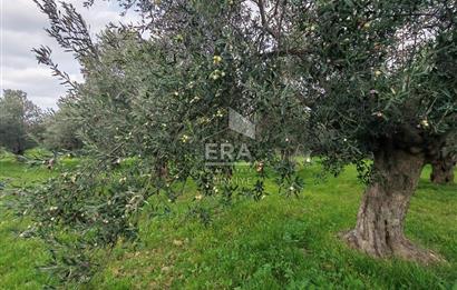 ERA ANGEL’dan – 6.111 m² Yüksek Verimli Zeytinlik – Burhaniye Bahadınlı