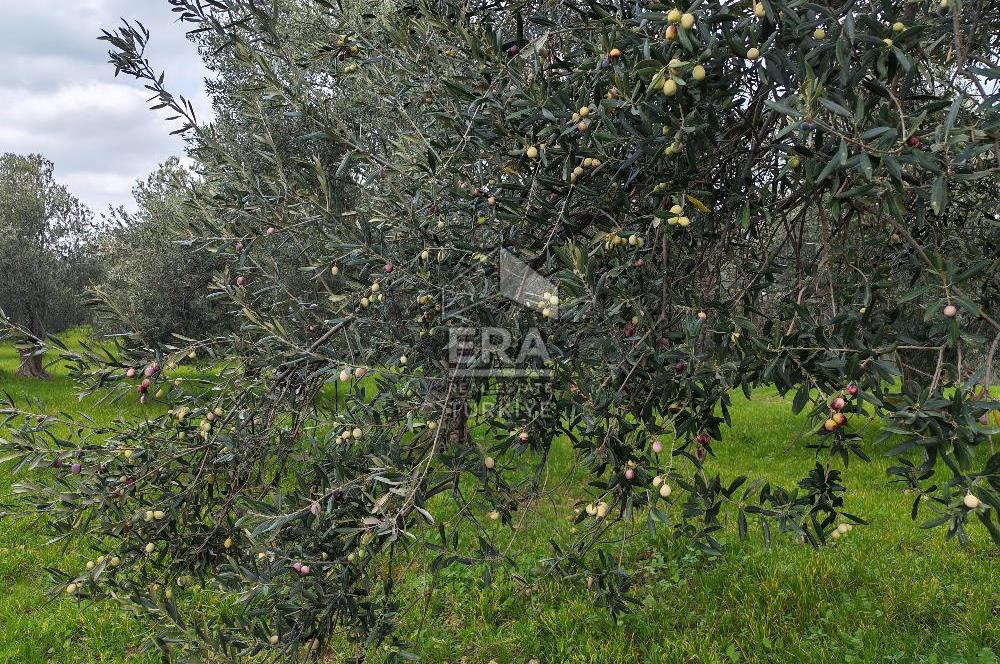 ERA ANGEL’dan – 6.111 m² Yüksek Verimli Zeytinlik – Burhaniye Bahadınlı