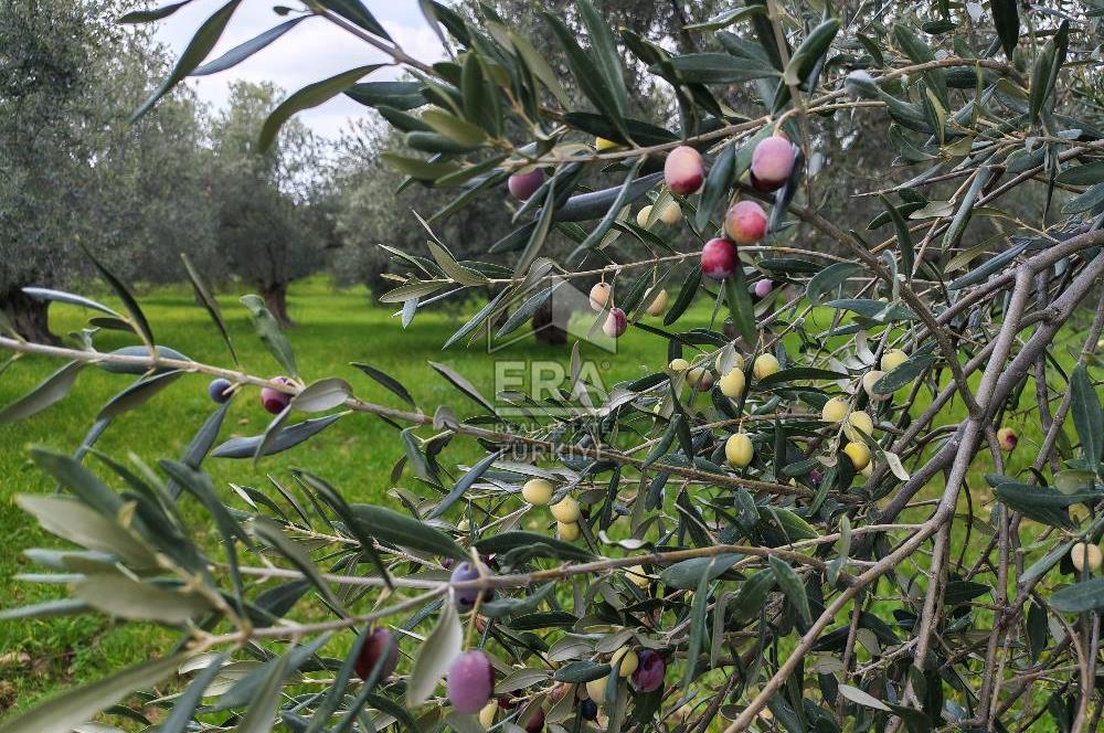 ERA ANGEL’dan – 6.111 m² Yüksek Verimli Zeytinlik – Burhaniye Bahadınlı