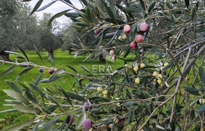 ERA ANGEL’dan – 6.111 m² Yüksek Verimli Zeytinlik – Burhaniye Bahadınlı