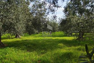 ERA ANGEL’dan – 6.111 m² Yüksek Verimli Zeytinlik – Burhaniye Bahadınlı - 10 - 13960