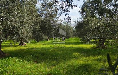 ERA ANGEL’dan – 6.111 m² Yüksek Verimli Zeytinlik – Burhaniye Bahadınlı