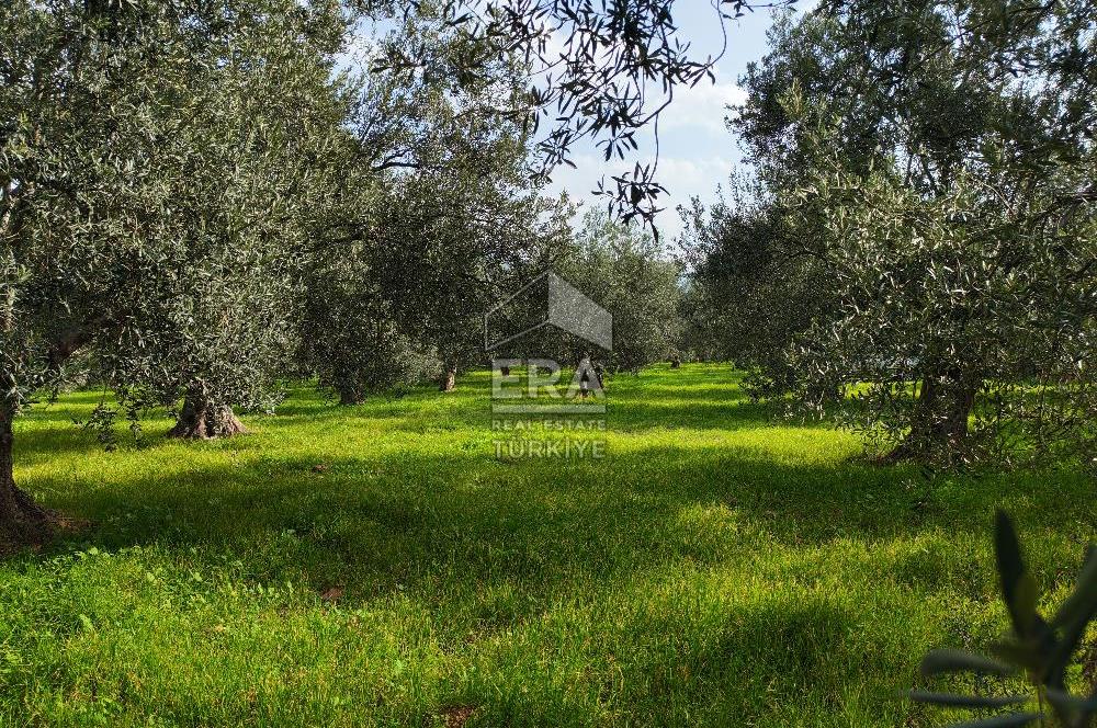 ERA ANGEL’dan – 6.111 m² Yüksek Verimli Zeytinlik – Burhaniye Bahadınlı