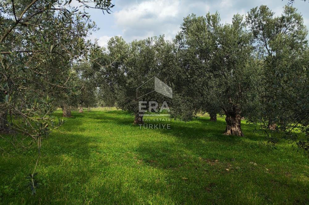 ERA ANGEL’dan – 6.111 m² Yüksek Verimli Zeytinlik – Burhaniye Bahadınlı
