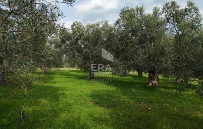ERA ANGEL’dan – 6.111 m² Yüksek Verimli Zeytinlik – Burhaniye Bahadınlı