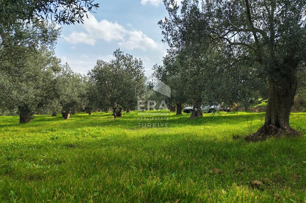 ERA ANGEL’dan – 6.111 m² Yüksek Verimli Zeytinlik – Burhaniye Bahadınlı