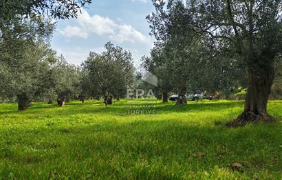 ERA ANGEL’dan – 6.111 m² Yüksek Verimli Zeytinlik – Burhaniye Bahadınlı