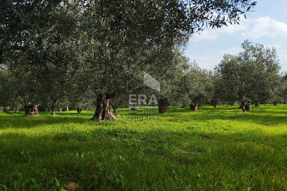 ERA ANGEL’dan – 6.111 m² Yüksek Verimli Zeytinlik – Burhaniye Bahadınlı